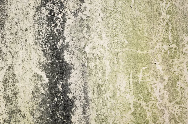 Duvarda yosun ile arka plan — Stok fotoğraf