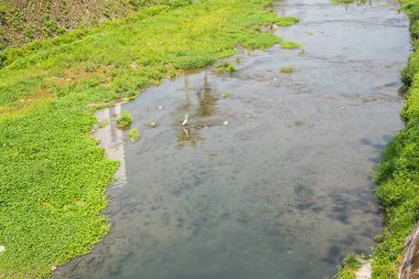 beyaz egret şehirde hendek üzerinde durmak