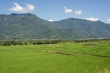 Yeşil paddy çiftlik