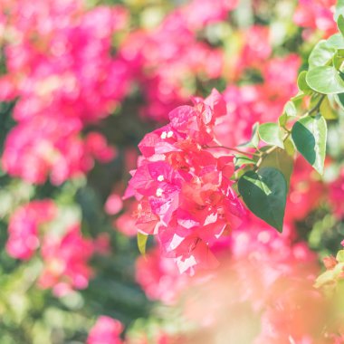 Kırmızı bougainvillea çiçek