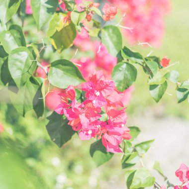 Kırmızı bougainvillea çiçek