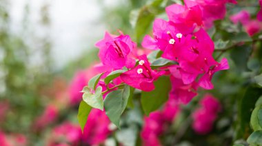 Mor Begonviller çiçekler