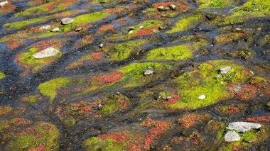 renkli kırmızı azolla