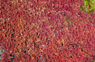 renkli kırmızı azolla