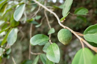 aiyu jöle ağacın meyvesi