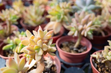 çiçek tencerede taze kaktüs