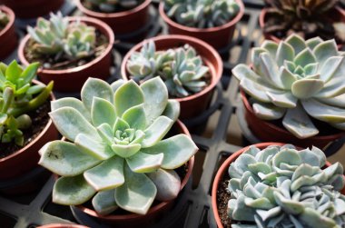 çiçek tencerede taze kaktüs