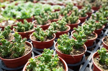 çiçek tencerede taze kaktüs