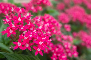 yıldız küme çiçekler