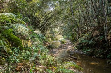 Yeşil yemyeşil orman ile tropikal Nehri