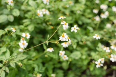 küçük beyaz çiçek arka plan peyzaj
