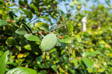 yaprakları ve meyve ile aiyu jöle ağacı
