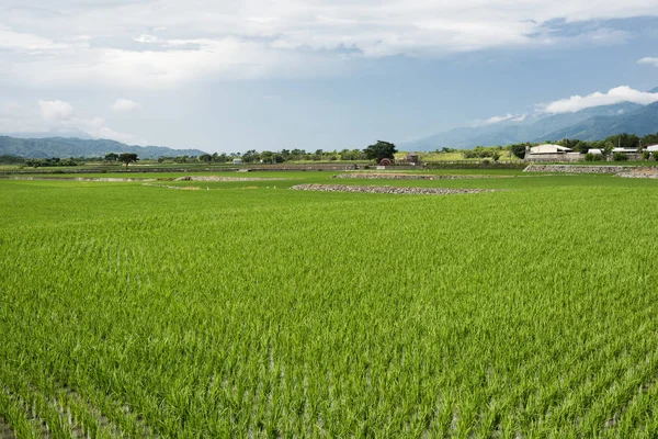 Granja de arroz verde —  Fotos de Stock