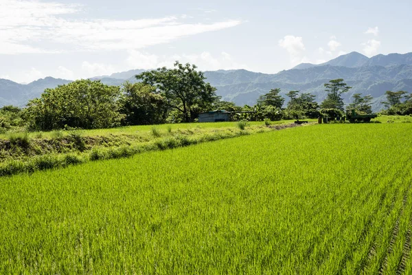 Groene paddy boerderij — Stockfoto