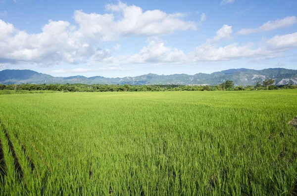 Verde paddy fazenda — Fotografia de Stock