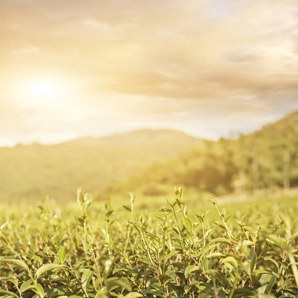 Green tea farm — Stock Photo, Image