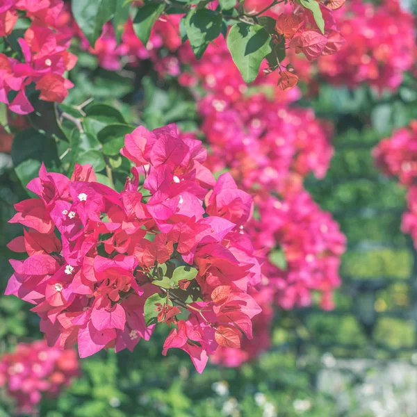 Flores vermelhas de buganvília — Fotografia de Stock