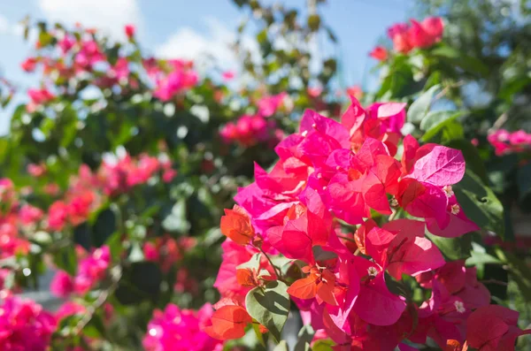 Flores vermelhas de buganvília — Fotografia de Stock