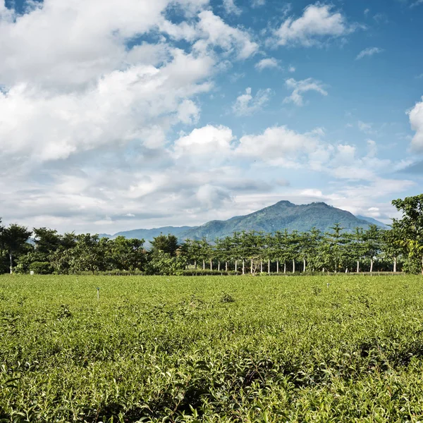 Зелений чай ферми — стокове фото