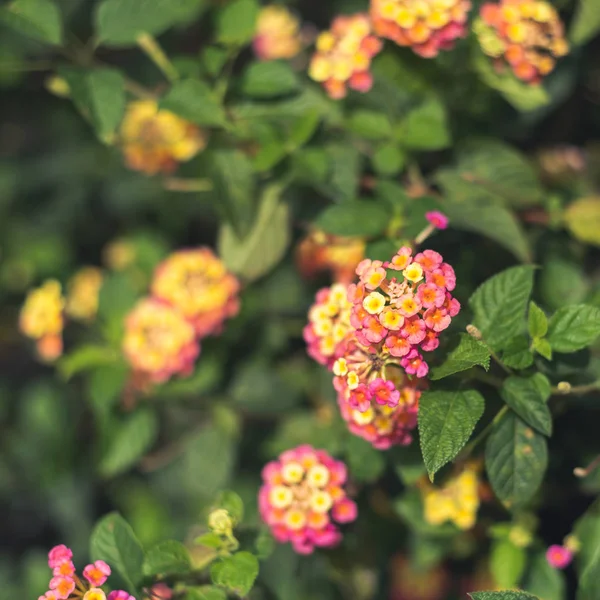 Natuur bloemen achtergrond — Stockfoto