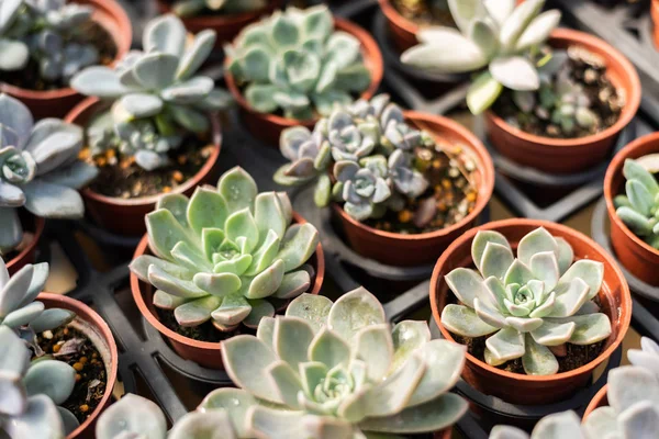 Fresh cactus in the flower pot — Stock Photo, Image