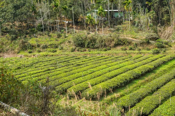 Granja de té verde en el valle —  Fotos de Stock