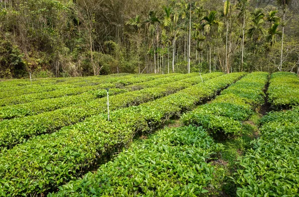 Granja de té verde en el valle — Foto de Stock