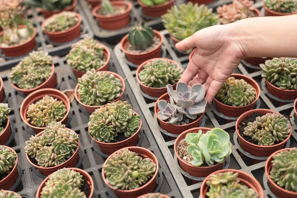 Mujer sostener un cactus olla —  Fotos de Stock