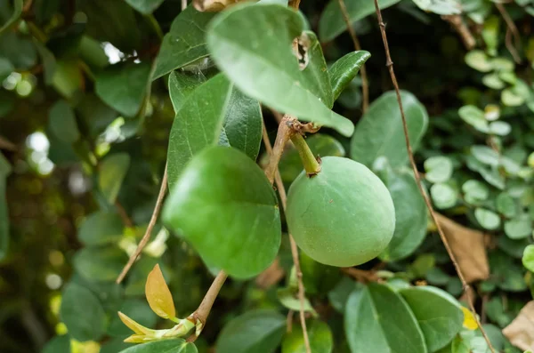 Aiyu geléia árvore com folhas e frutas — Fotografia de Stock