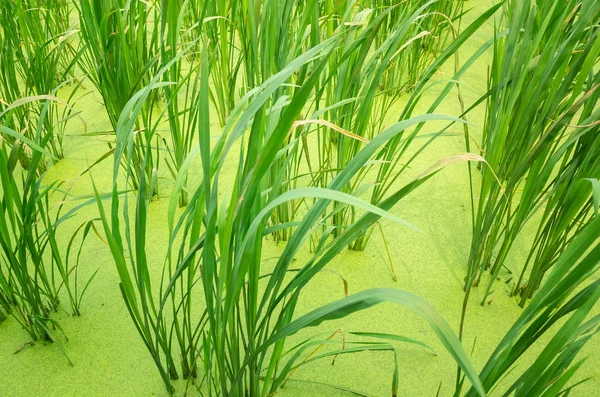 Woda bambus (Zizania latifolia) gospodarstwo — Zdjęcie stockowe