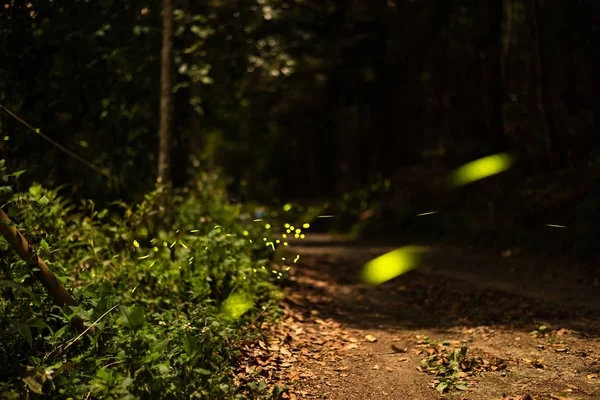 Glühwürmchen fliegen im Wald — Stockfoto