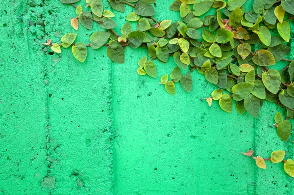 Foglie di edera sul muro di cemento verde — Foto Stock