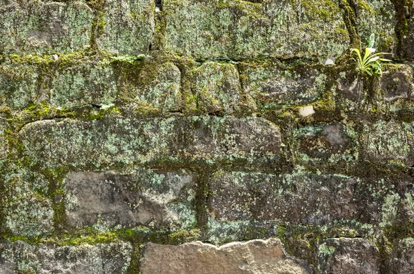 Moisture aged cement brick wall background — Stock Photo, Image