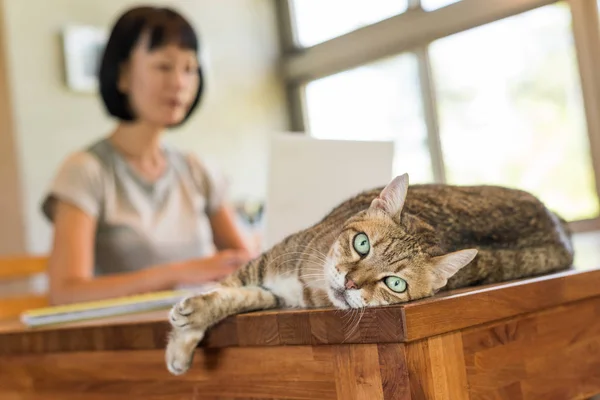 Thuiswerken met haar kat — Stockfoto
