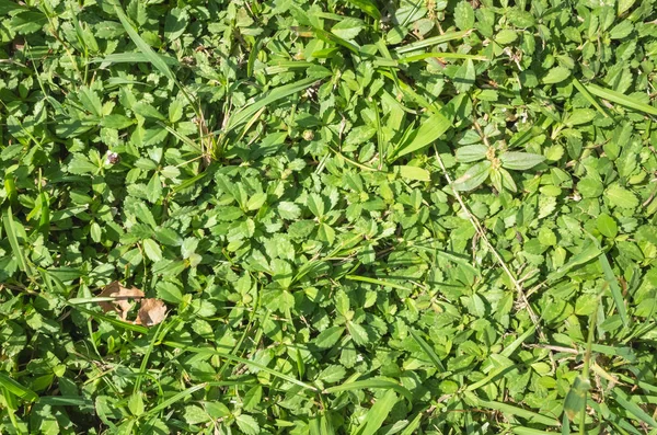 Травянистая текстура фона — стоковое фото