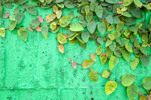 Liście bluszcz na zielonej ścianie cementu — Zdjęcie stockowe