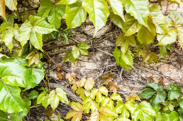 Antecedentes de parthenocissus tricuspidata —  Fotos de Stock