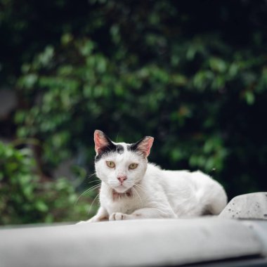 başıboş beyaz kedi size bakmak