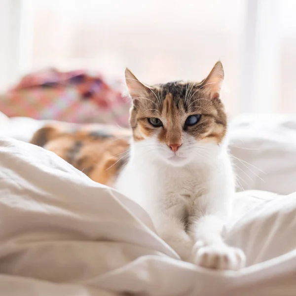 Vos kat liggend op het bed — Stockfoto