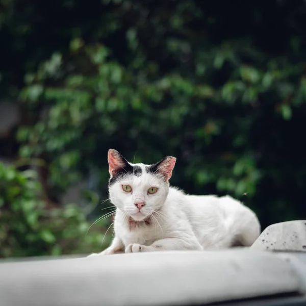 Gatto bianco randagio guardati — Foto Stock