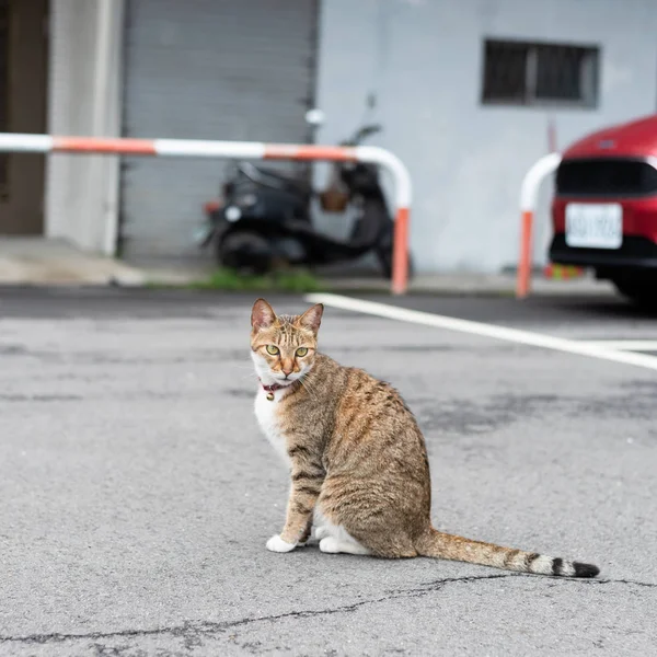 Doméstico tabby gato andar e jogar no exterior — Fotografia de Stock