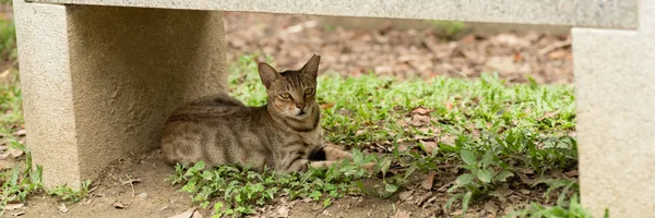 Kucing liar duduk di bawah bangku batu — Stok Foto