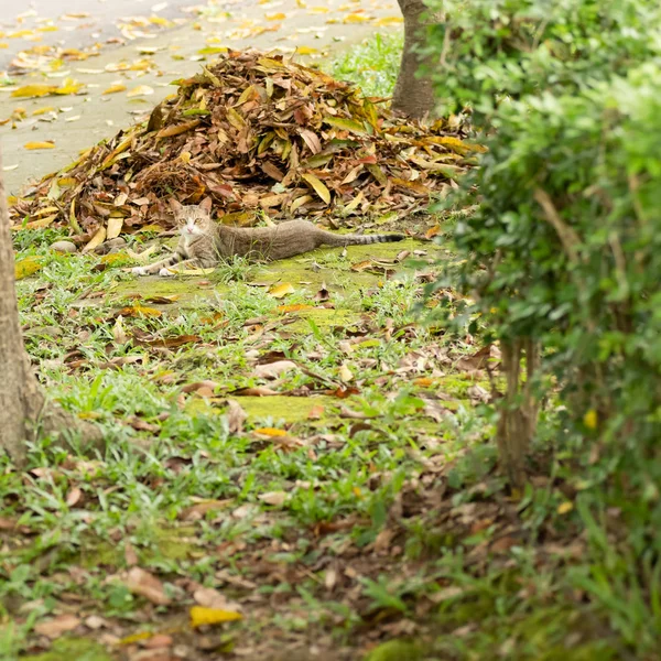 Tabby randagio sedersi su un prato — Foto Stock