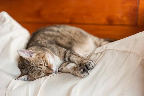 Engraçado tabby gato dormir em uma cama — Fotografia de Stock
