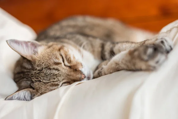 Lustige gestromte Katze schläft auf einem Bett — Stockfoto
