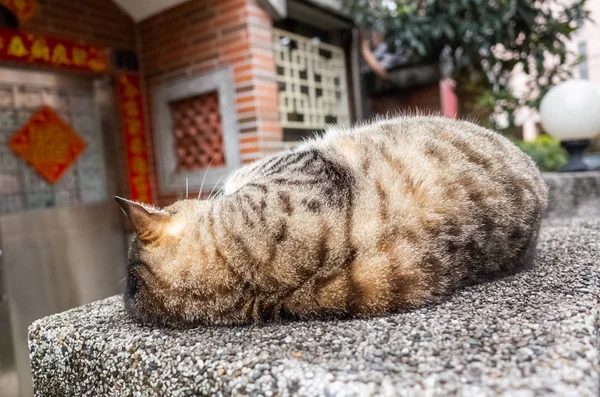 Cute anak kucing jalanan Stok Foto, Cute anak kucing jalanan 