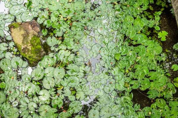 Bladeren op Lotus vijver in een tuin — Stockfoto