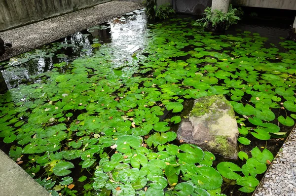 Folhas em lagoa de lótus em um jardim — Fotografia de Stock
