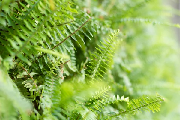 Samambaia verde com folhas na parede — Fotografia de Stock