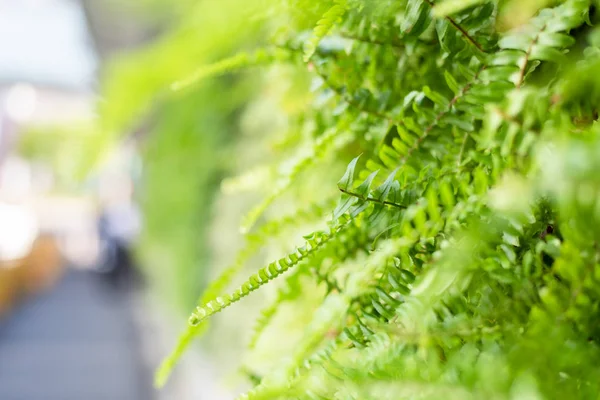 Green fern with leaves on the wall — Stock Photo, Image